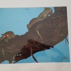 Safari photo Leopards